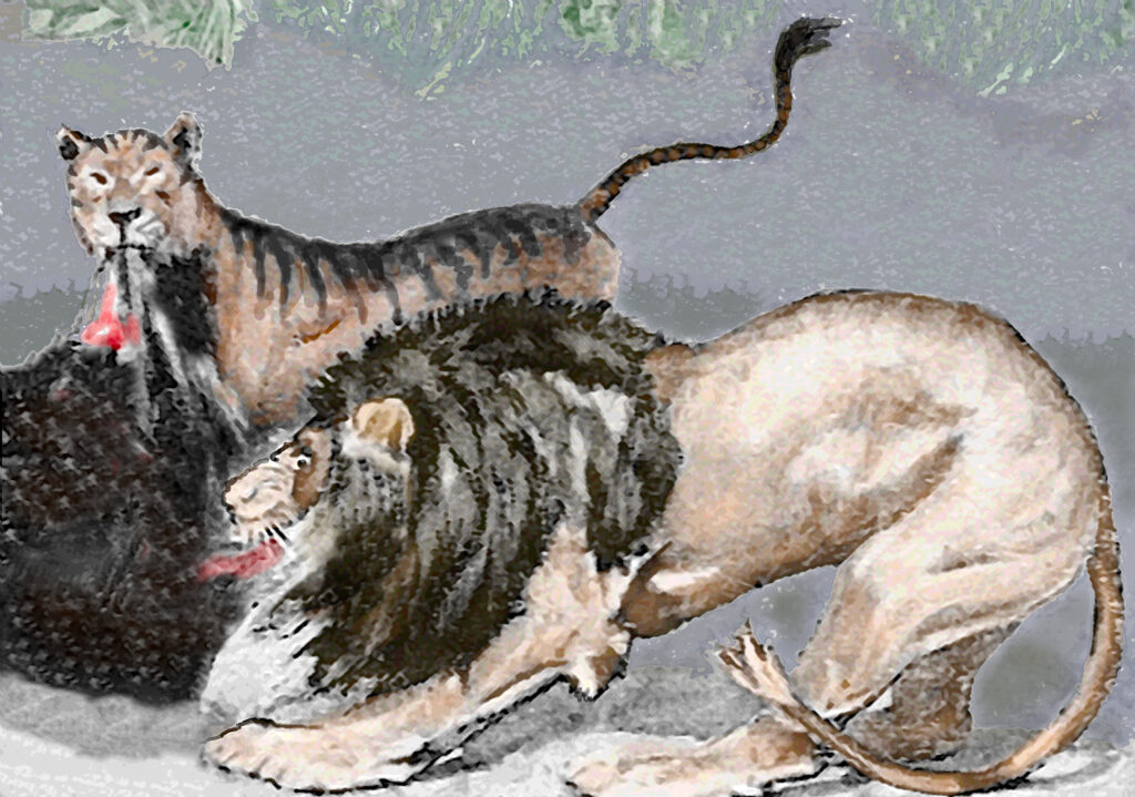 A lion and a tiger tearing at an animal carcass.