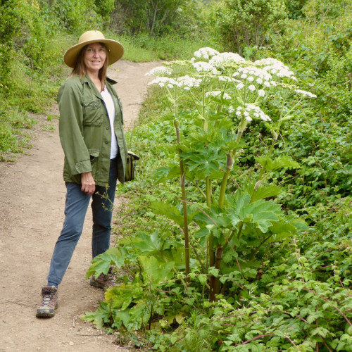 Carol standing on a trail that leads through California coastal scrub, standing next to a tall flower with several large umbel-shaped blossoms