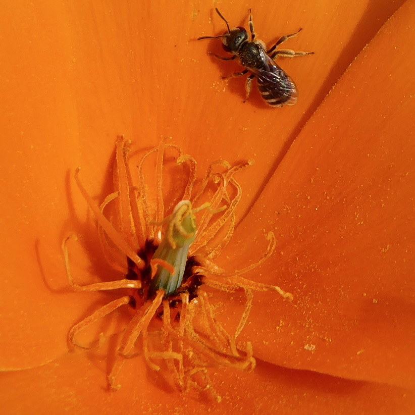 A Halictus species bee in a California Poppy