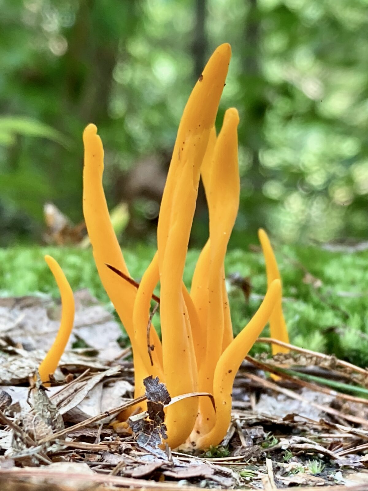 coral-fungus-yet-another-unitarian-universalist