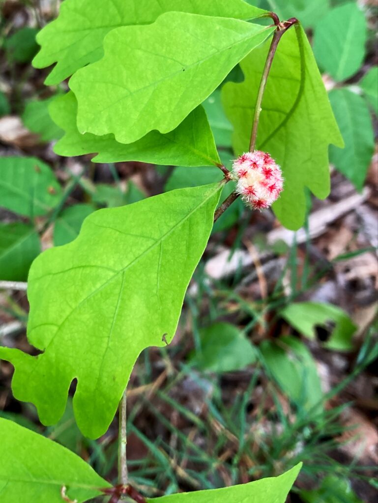 Oak sapling with something fuzzy white with red spots growing on it.