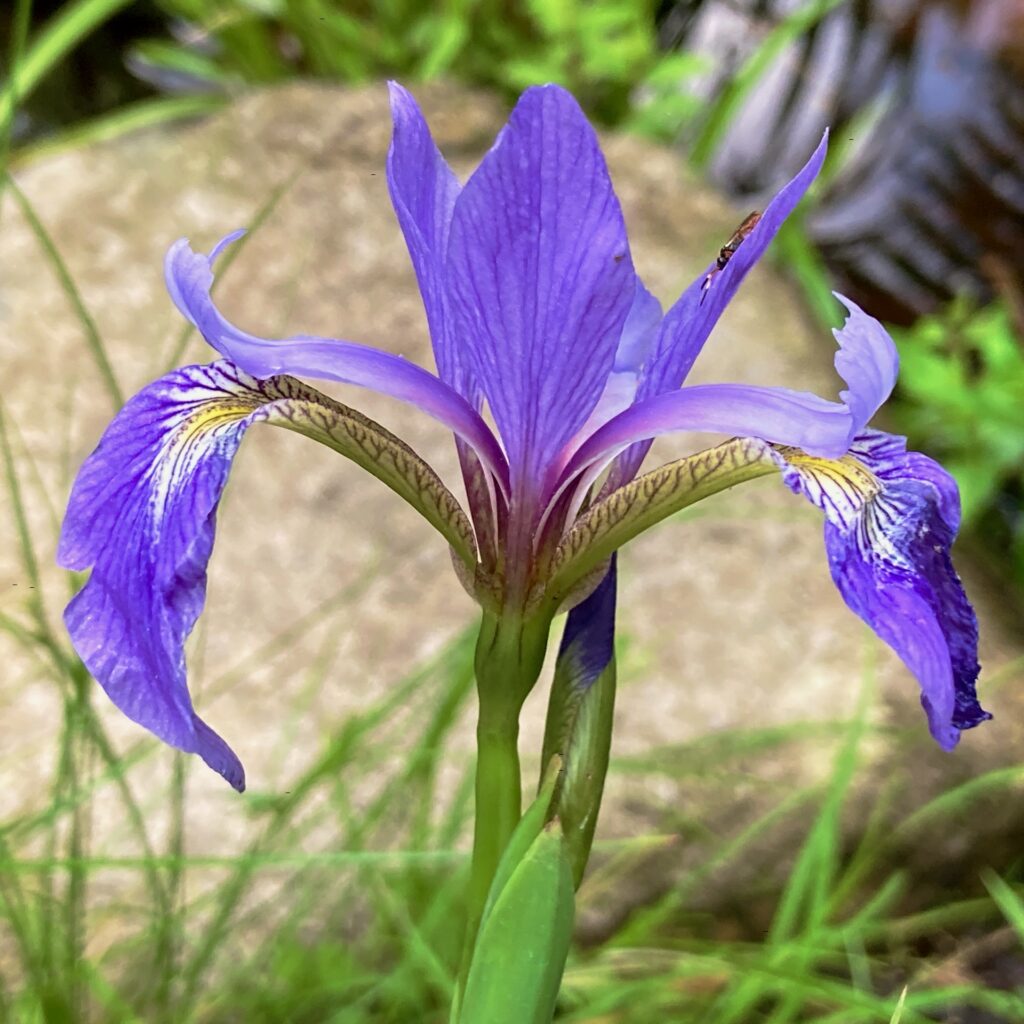 Showy purple flower