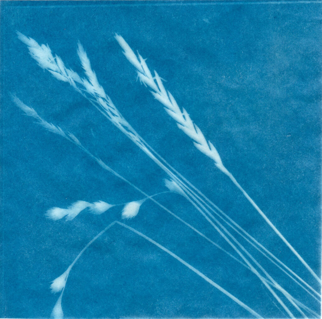Cyanotype print of plant material.