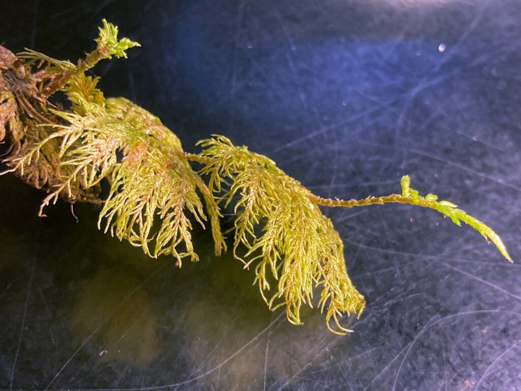 A largish moss on the lab table.